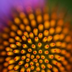 Flower Abstract